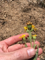 Arnica sonnei