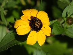 Eristalis transversa