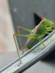 Conocephalus brevipennis