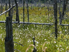 Eriophorum
