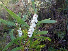 Hakea benthamii