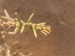 Suaeda maritima