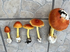 Amanita jacksonii