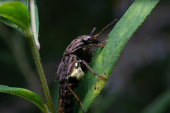 Ontholestes cingulatus