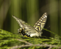 Papilio xuthus
