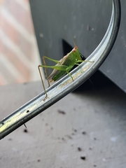 Conocephalus brevipennis
