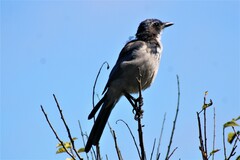 Aphelocoma californica
