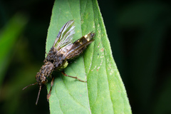Ontholestes cingulatus