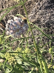 Apis mellifera