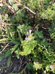 Clinopodium chinense