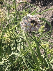 Apis mellifera