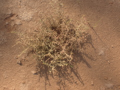 Suaeda maritima