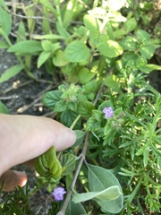 Clinopodium chinense