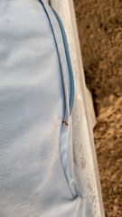 Oecophylla smaragdina