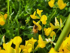 Apis mellifera