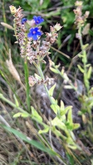 Anchusa
