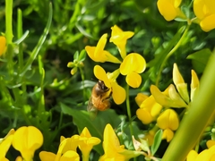 Apis mellifera