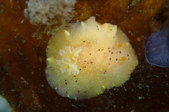 Geitodoris heathi