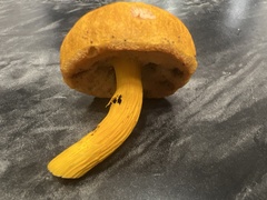 Aureoboletus auriflammeus