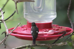 Philodice mitchellii