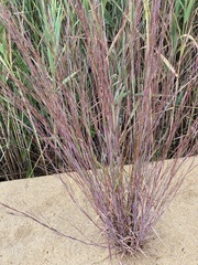 Agrostis scabra