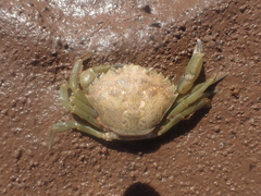 Carcinus maenas