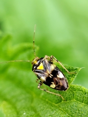 Liocoris tripustulatus