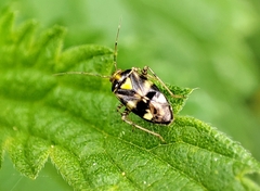 Liocoris tripustulatus