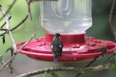 Philodice mitchellii