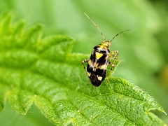 Liocoris tripustulatus