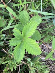 Potentilla indica