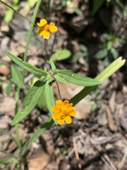 Melampodium appendiculatum