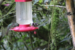 Philodice mitchellii