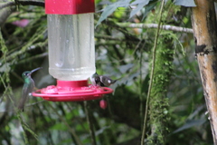 Philodice mitchellii