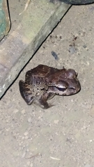 Leptodactylus myersi