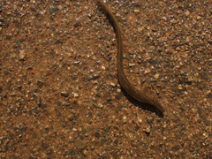 Anguilla rostrata