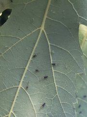 Aphidomorpha