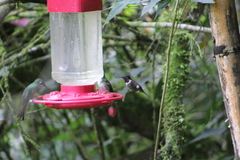 Philodice mitchellii