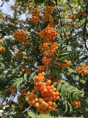 Sorbus aucuparia