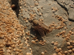 Tabanidae