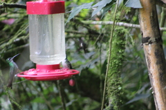 Philodice mitchellii