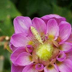 Zelus renardii