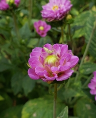 Zelus renardii