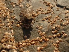 Tabanidae