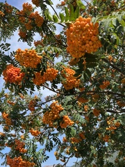 Sorbus aucuparia