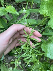 Galium aparine