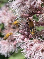 Chauliognathus pensylvanicus