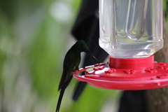 Heliodoxa imperatrix