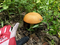 Leccinum insigne