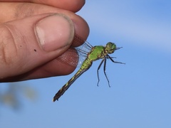 Erythemis simplicicollis